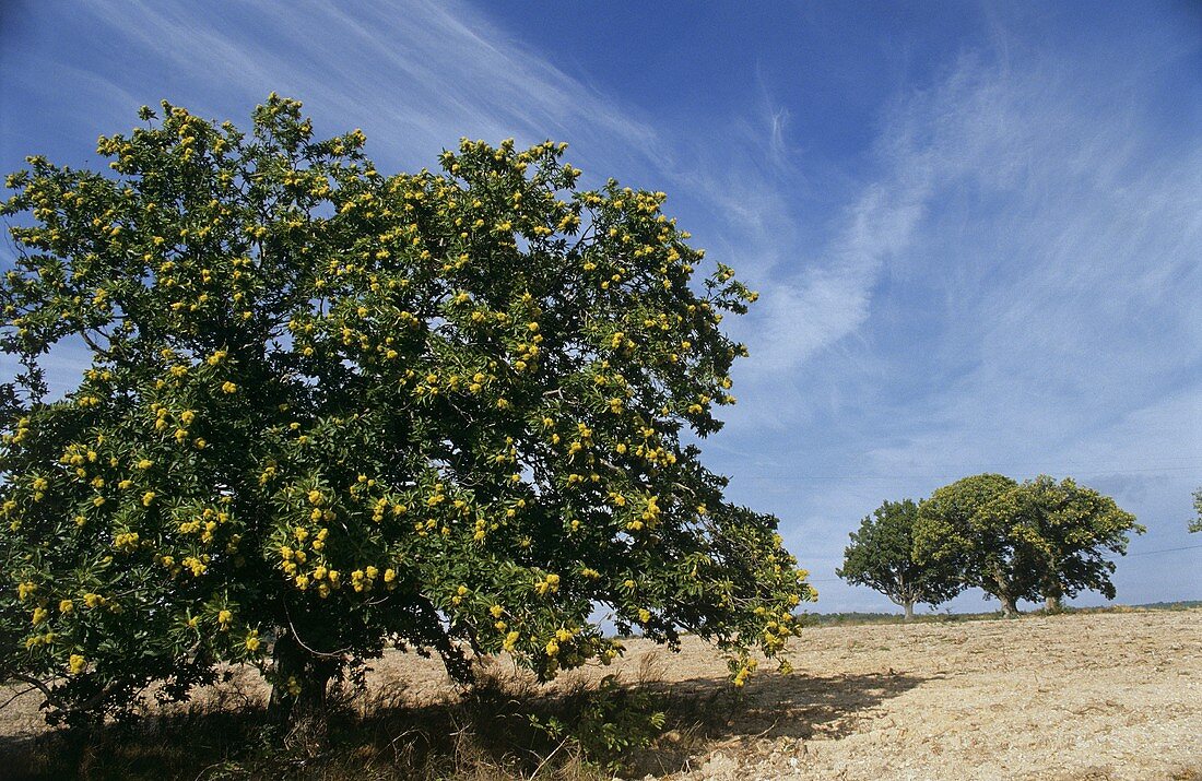 Sweet chestnut trees