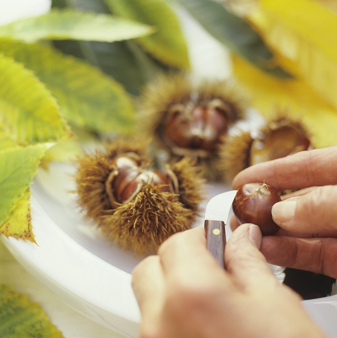 Scoring sweet chestnuts with a knife