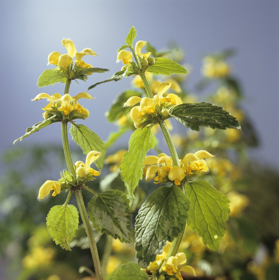 Yellow dead-nettle