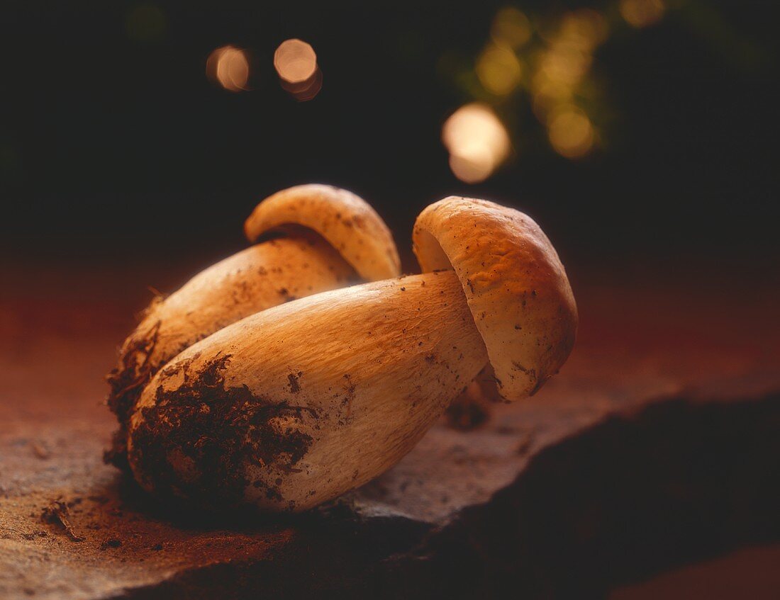 Two ceps with soil