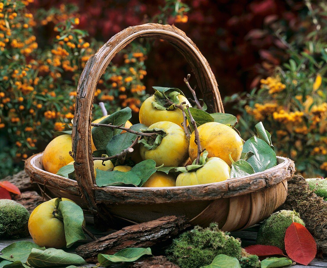 Korb mit Apfelquitten, Blättern, Moos und Rinde im Freien