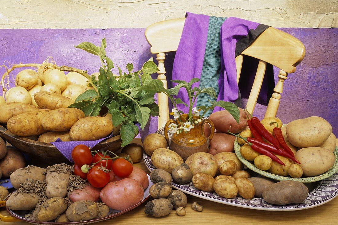 Verschiedene Kartoffelsorten und Tomaten