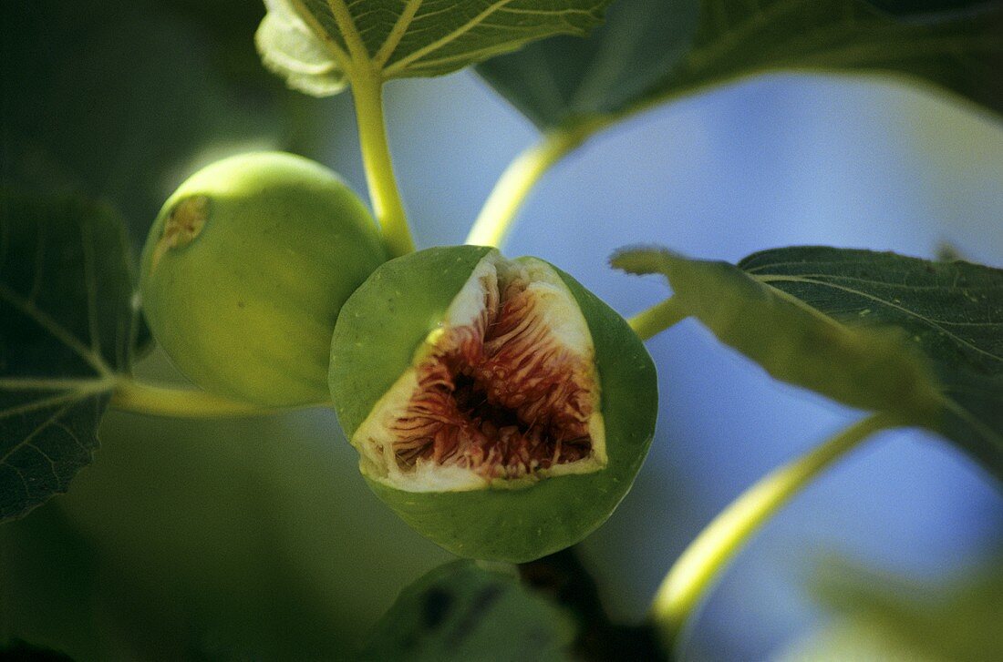 Burst fig