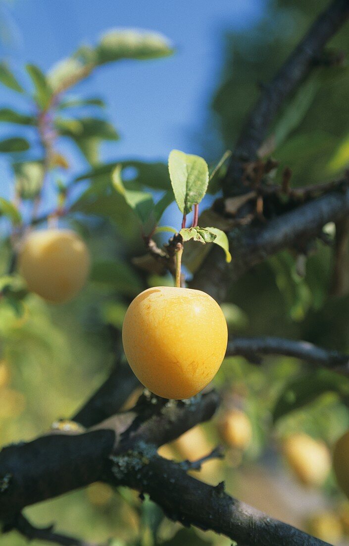 Gelbe Pflaumen am Baum