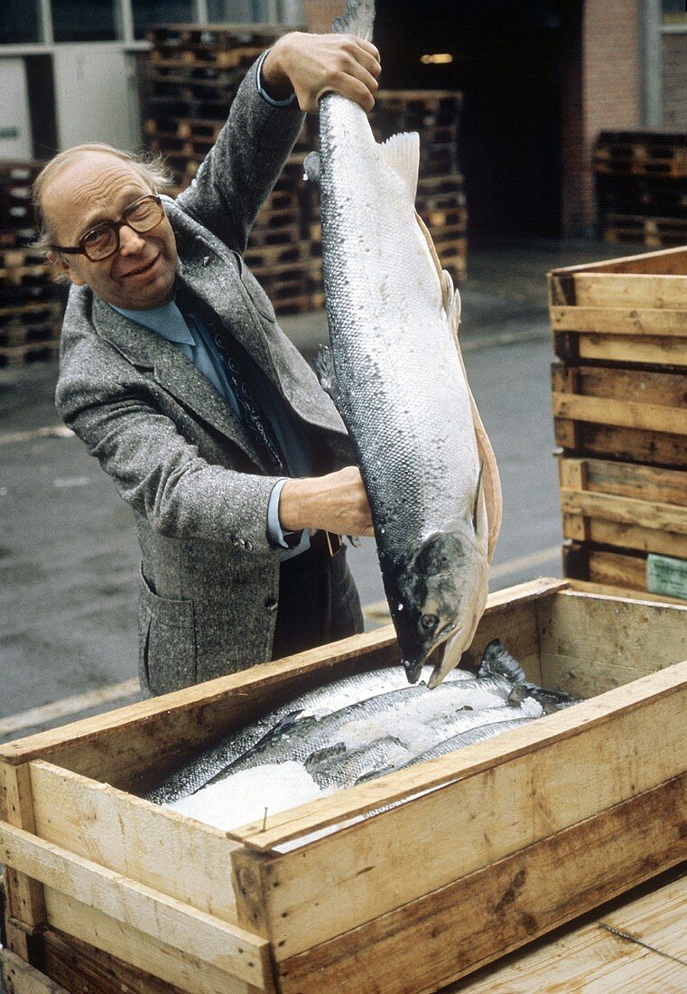 Ein großer Lachs