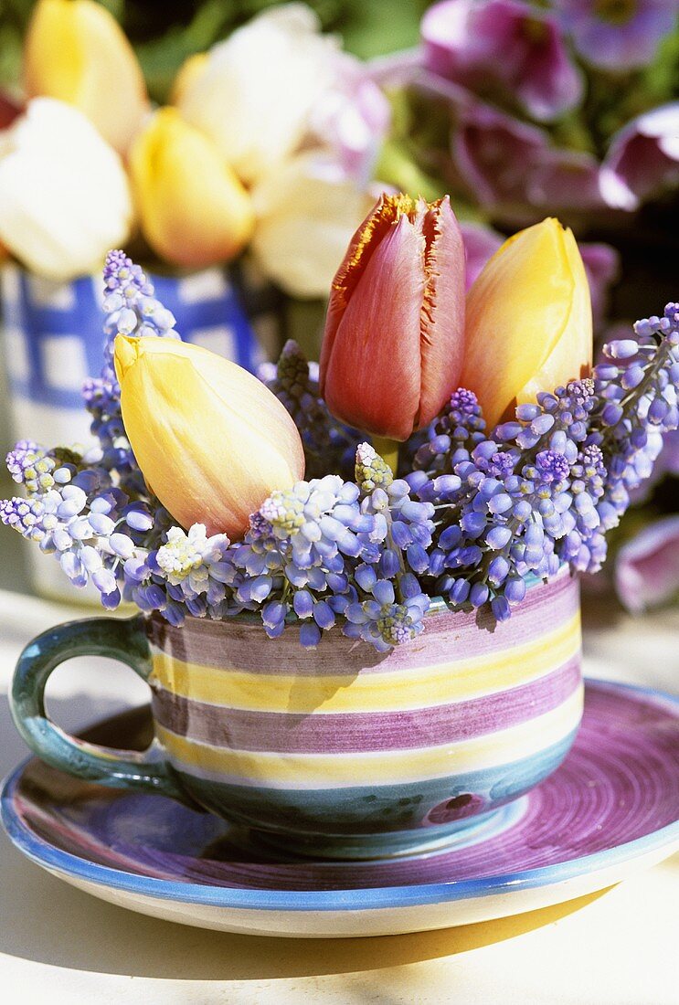 Grape hyacinths and tulips in striped cup and saucer