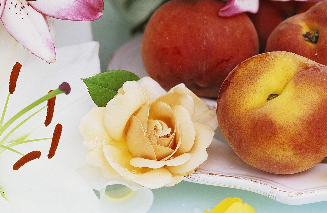 Pfirsiche auf einem Teller mit apricotfarbener Rosenblüte