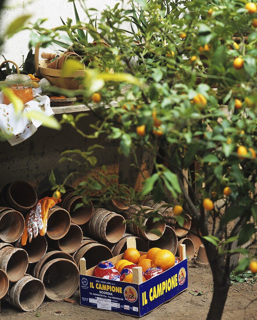 Small orange tree and a crate of oranges in a garden