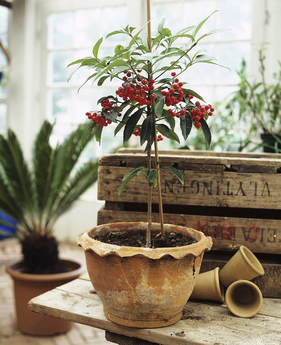 Small tree with red berries in flowerpot