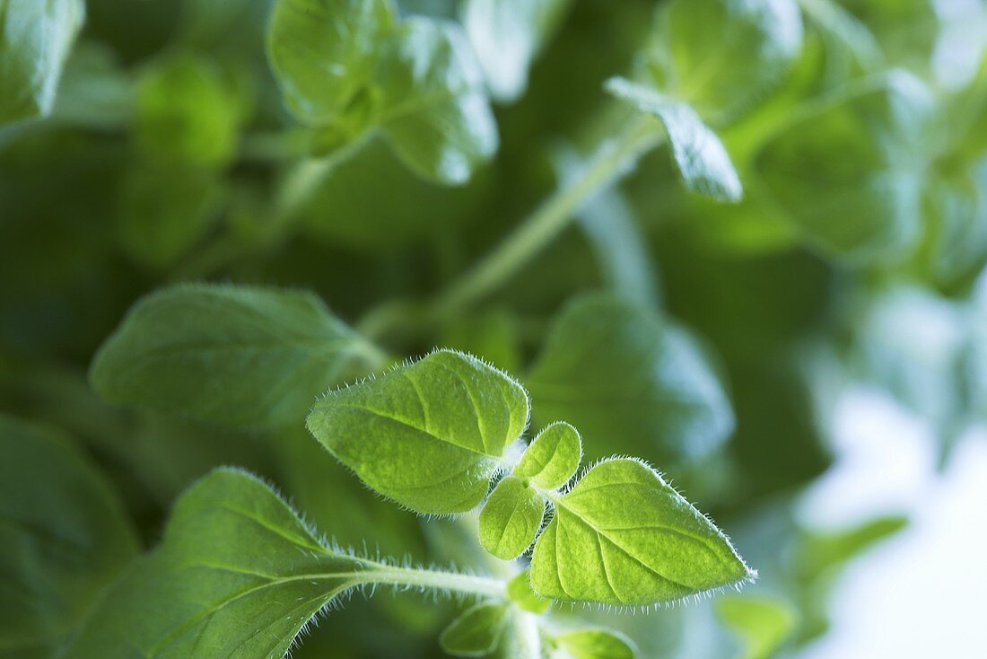 Frischer Oregano (Nahaufnahme)