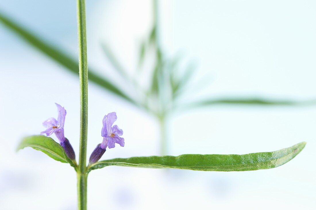 Lavendelzweig mit Blüten