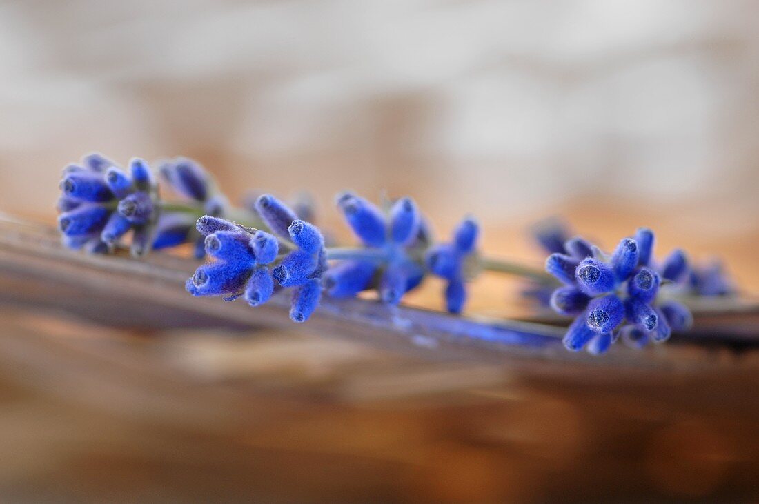 Lavender flowers