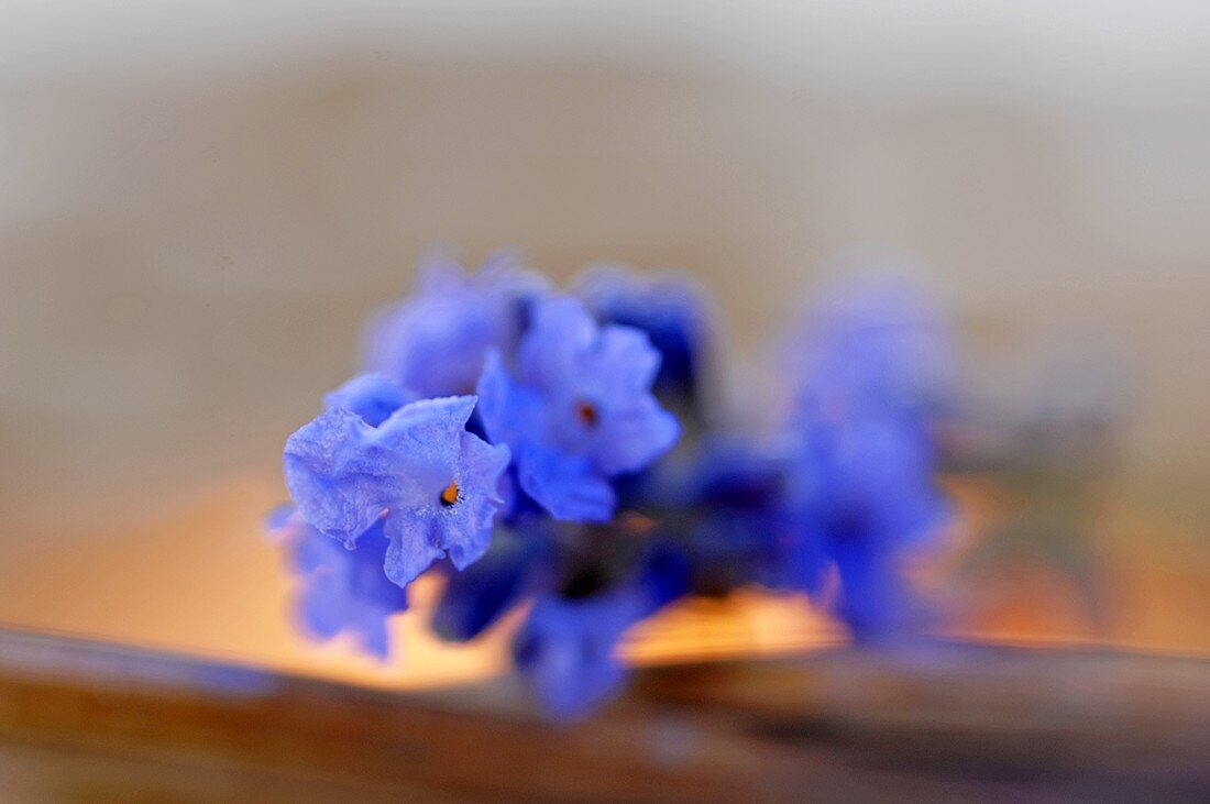 Lavender flowers (close up)