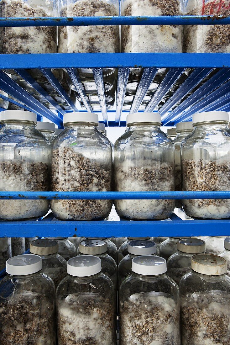 Jars of mushroom spores on shelves at a mushroom farm
