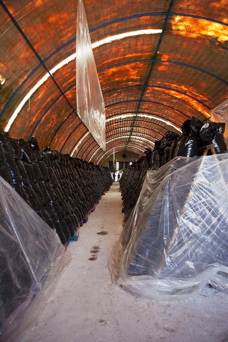 A tunnel filled with rows of plastic bags (mushroom farm, Mexico)