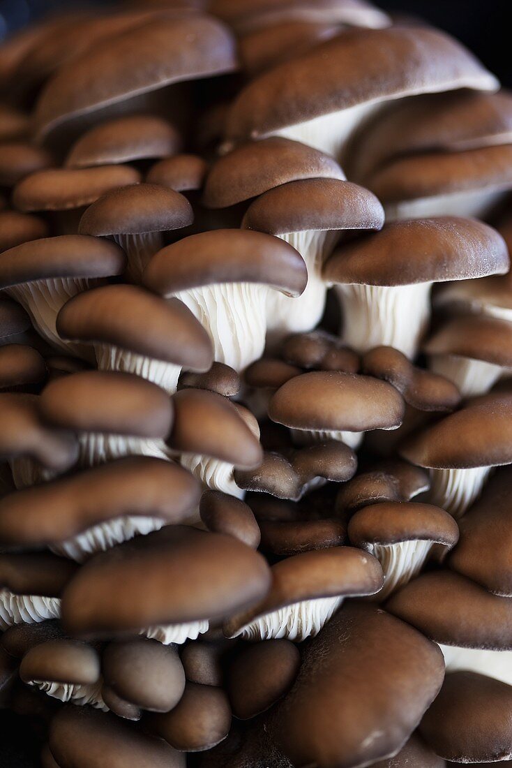 Oyster mushrooms on a mushroom farm