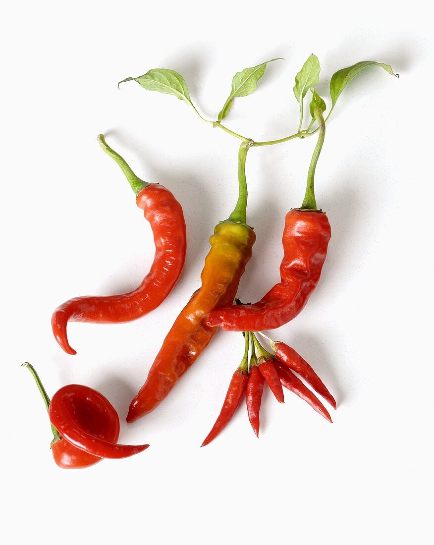 Different kinds of red chillies