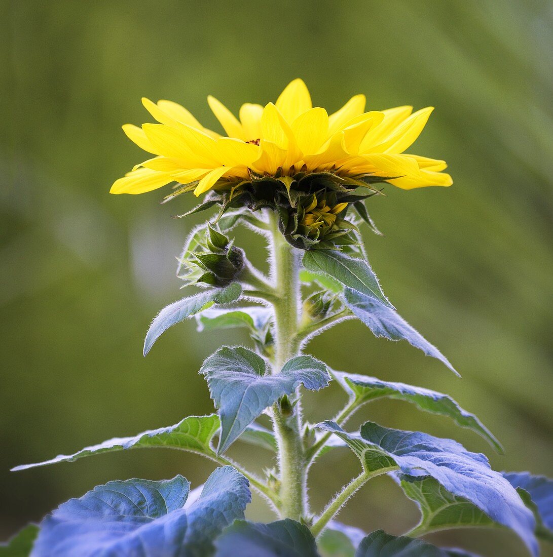 A sunflower