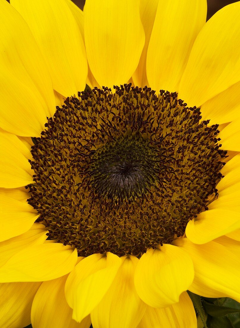 Sunflower (close-up)