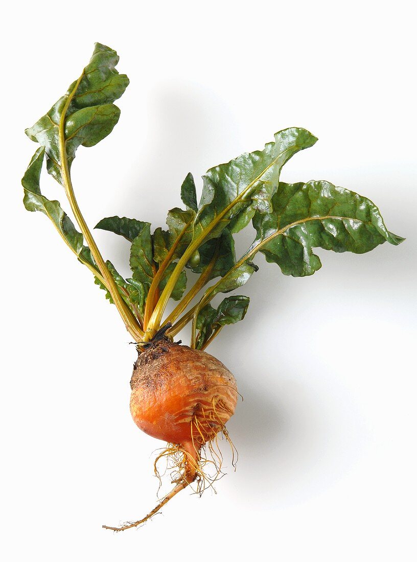 A yellow beet with leaves