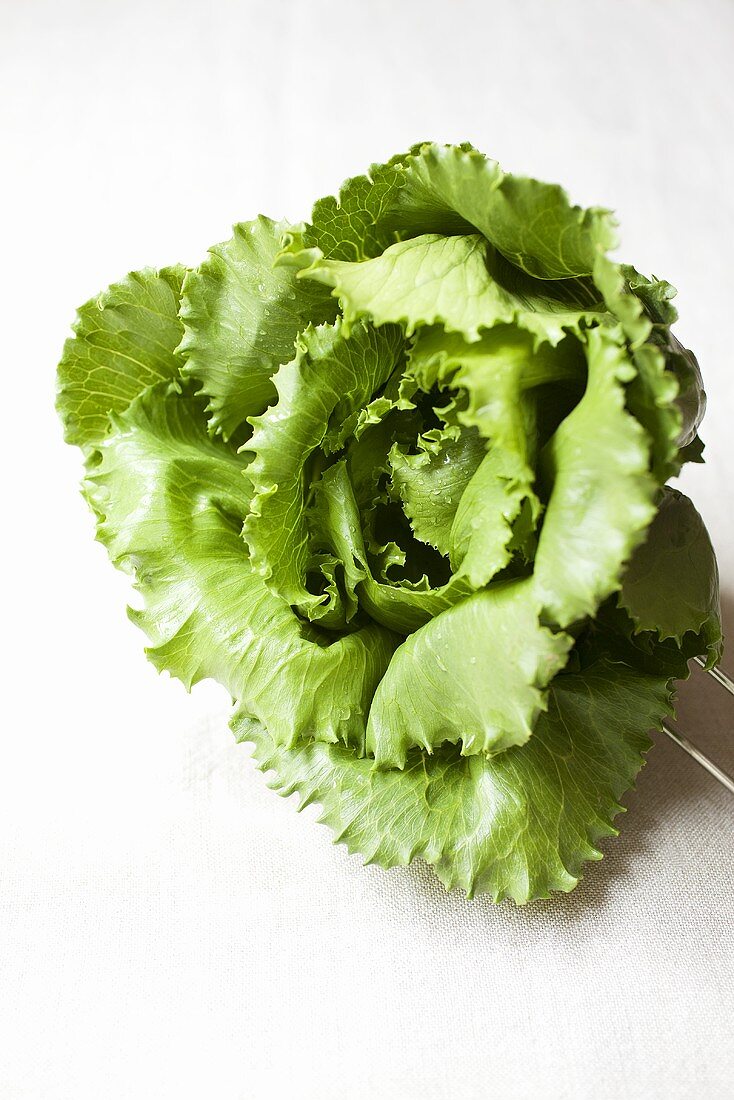 A fresh iceberg lettuce