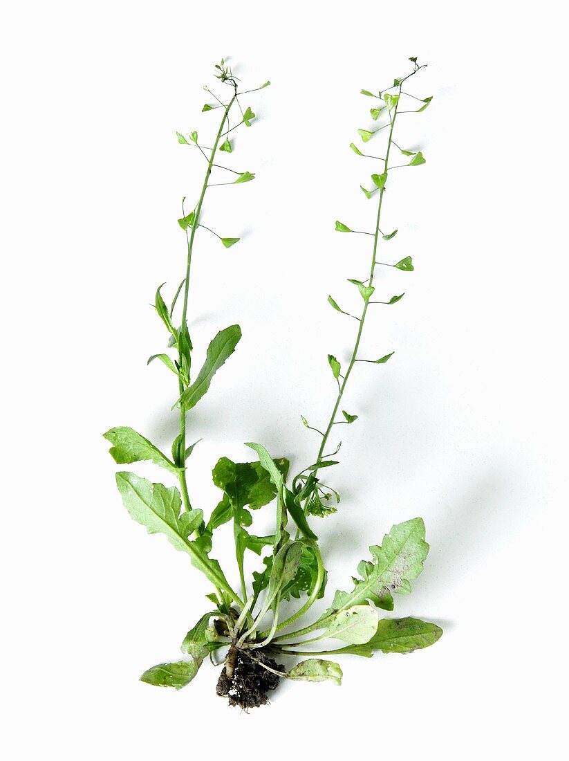 Penny-cress with roots