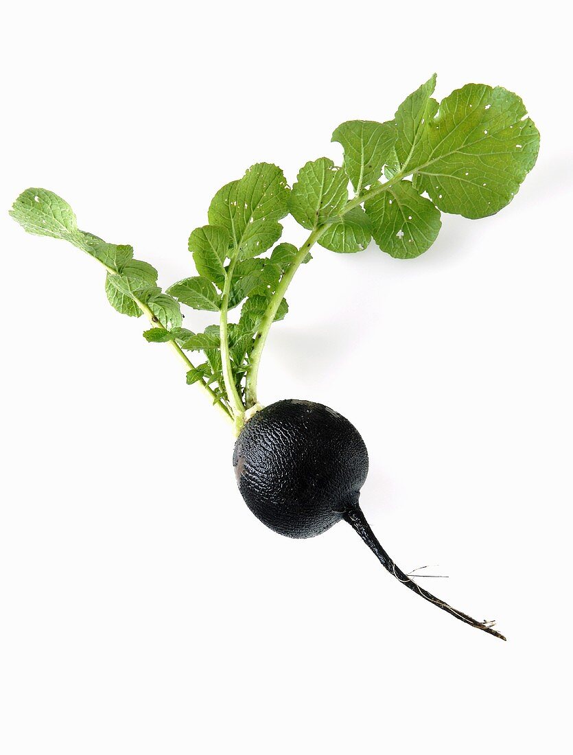 A black radish with leaves