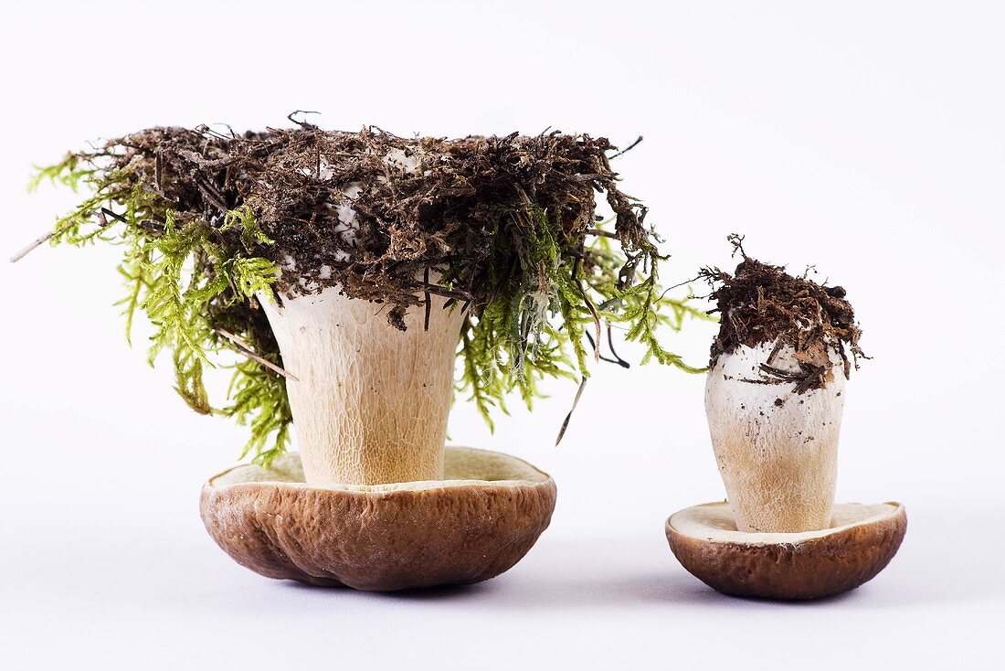 Two up-turned porcini mushrooms with soil and moss