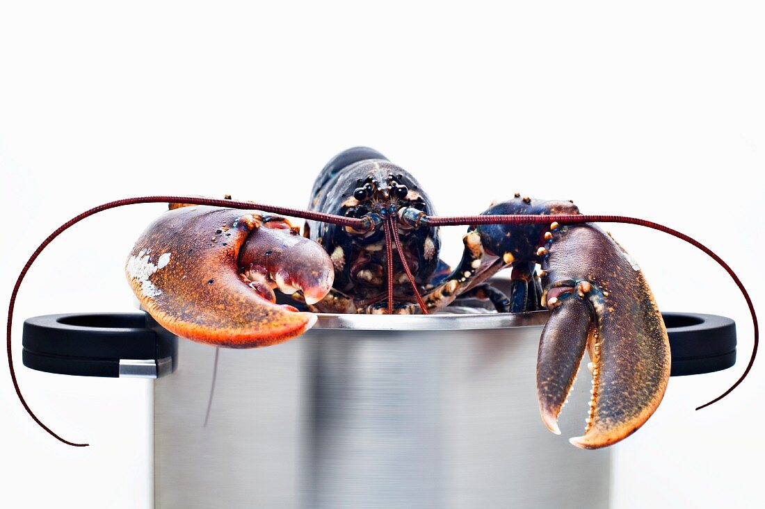 A fresh European lobster too big for the pot
