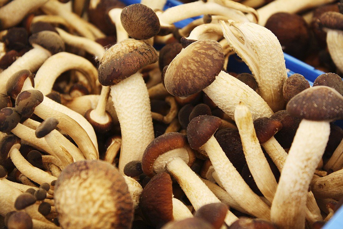 Fresh mushrooms at the market