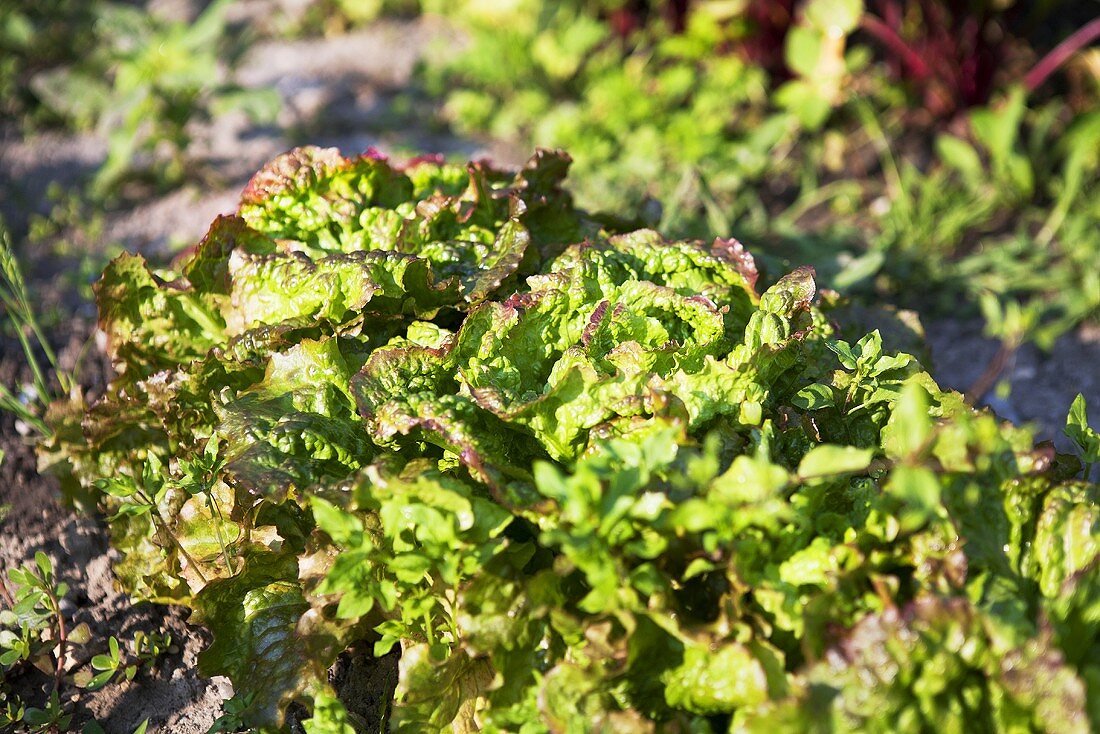 Lettuces in a vegetable patch