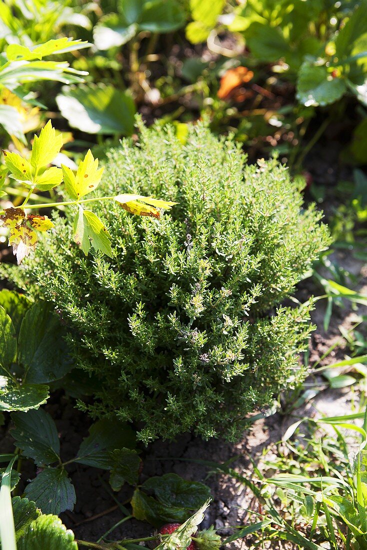 Thyme in a garden