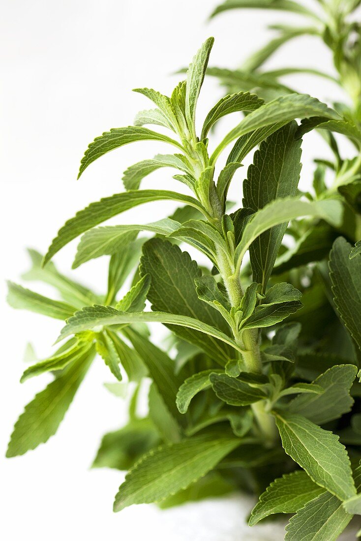 Stevia plant