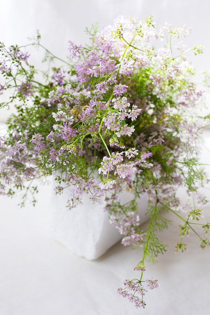 Flowering coriander