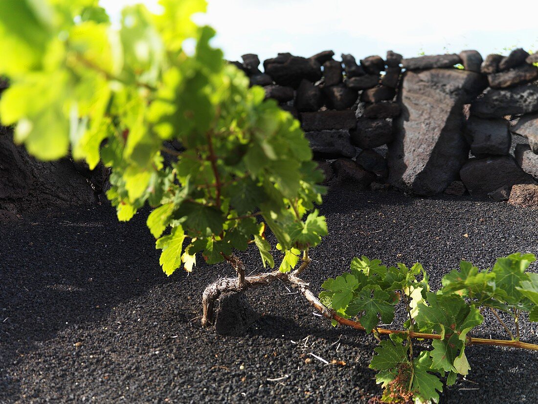 Rebstock zwischen Steinmauer, Lanzarote