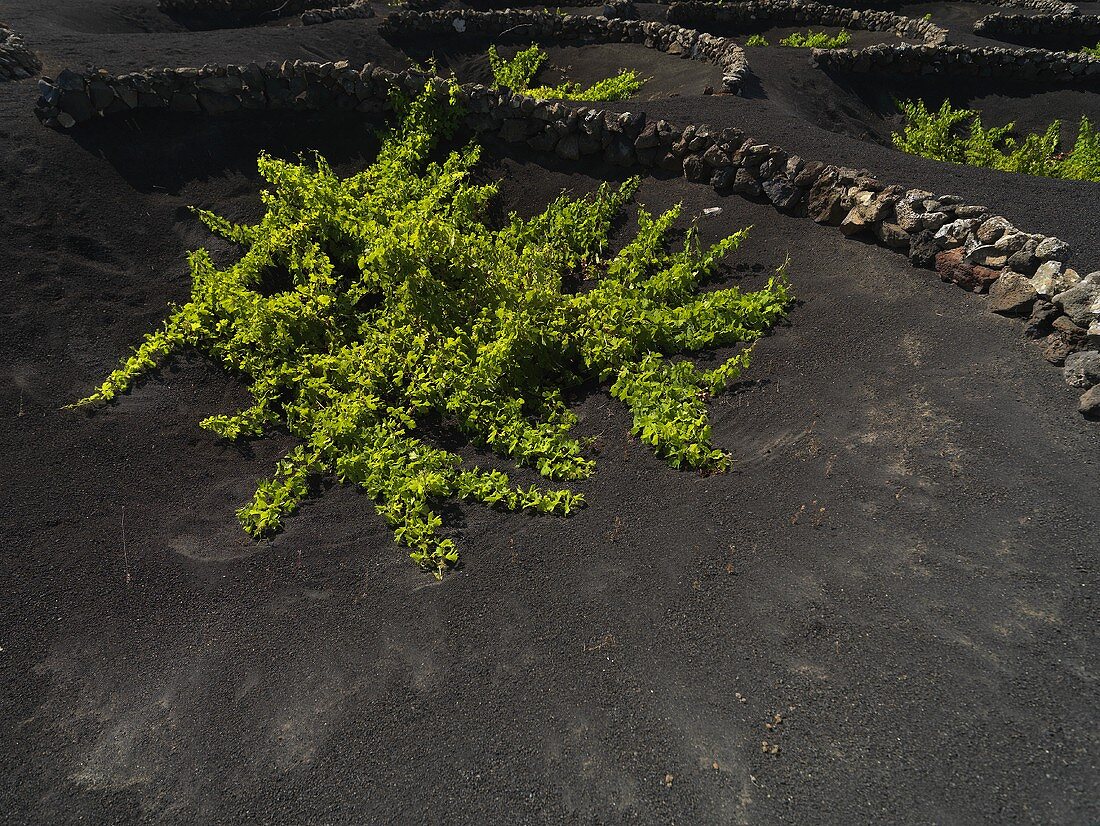 A vine growing on a lava flow, Lanzarote