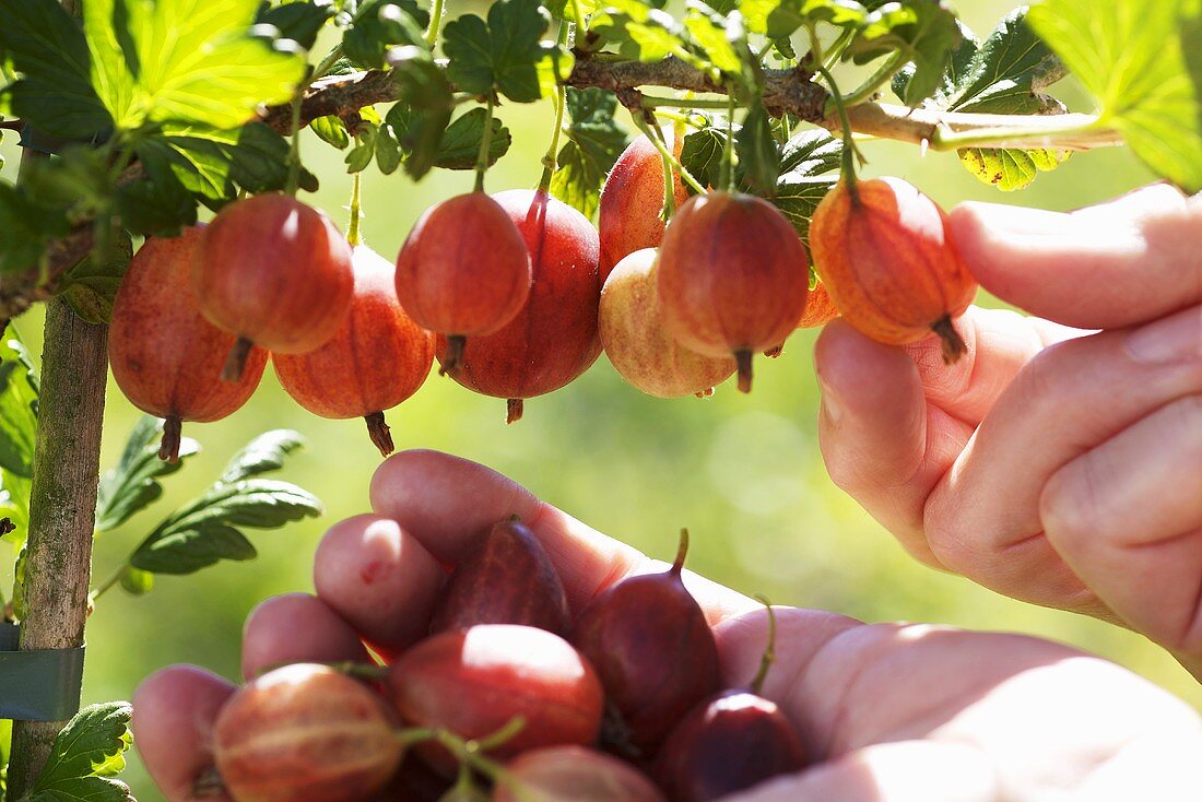 Stachelbeeren vom Strauch pflücken