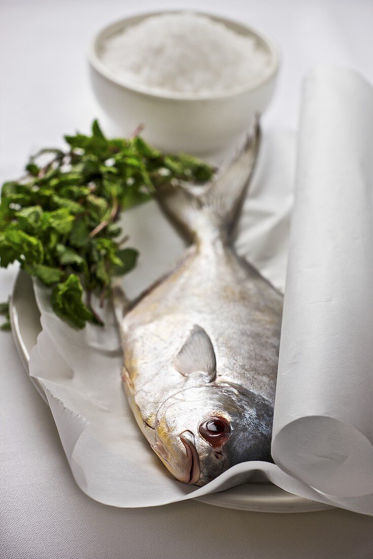 Pompano (Jack fish) on paper