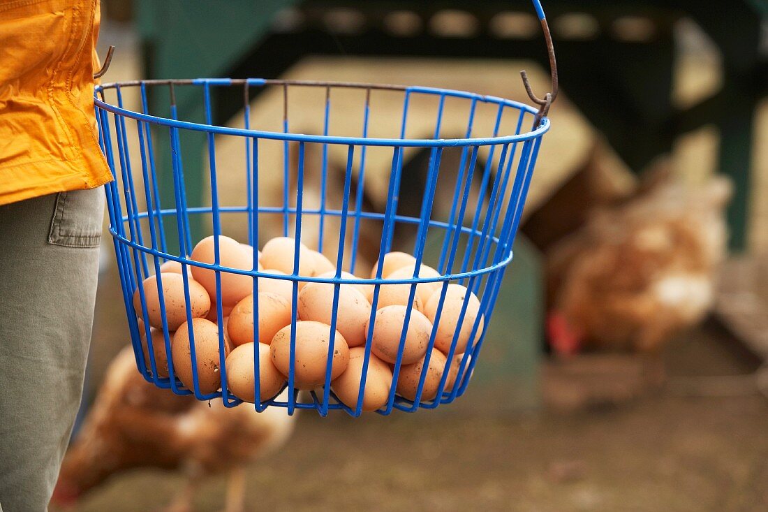 A person holding a wire basket of eggs