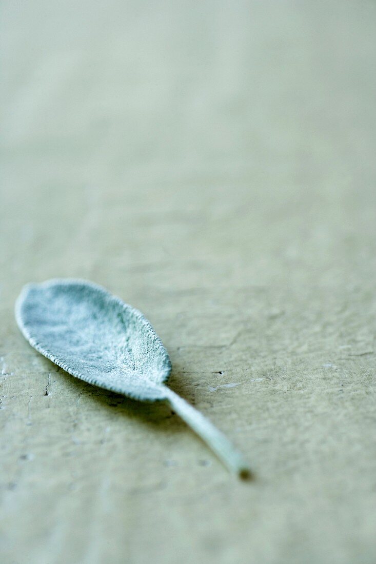 A sage leaf