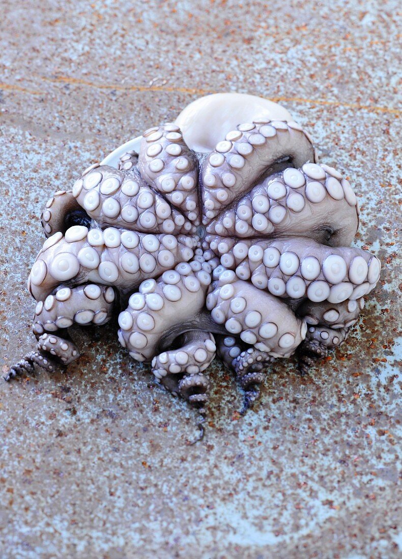 A raw octopus