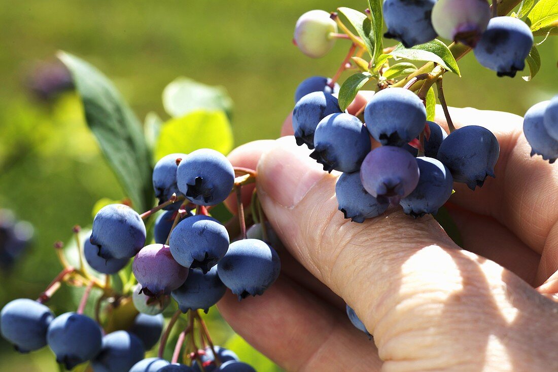 Hand picking blueberries from the bush