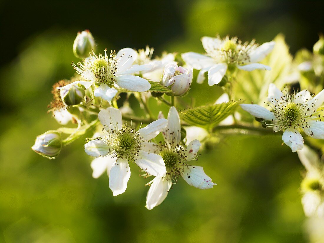 A sprig of blackberry flowers (close up)