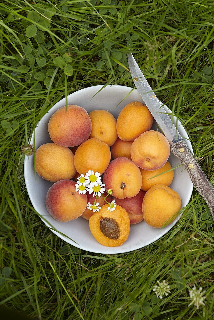 A bowl of apricots in a field