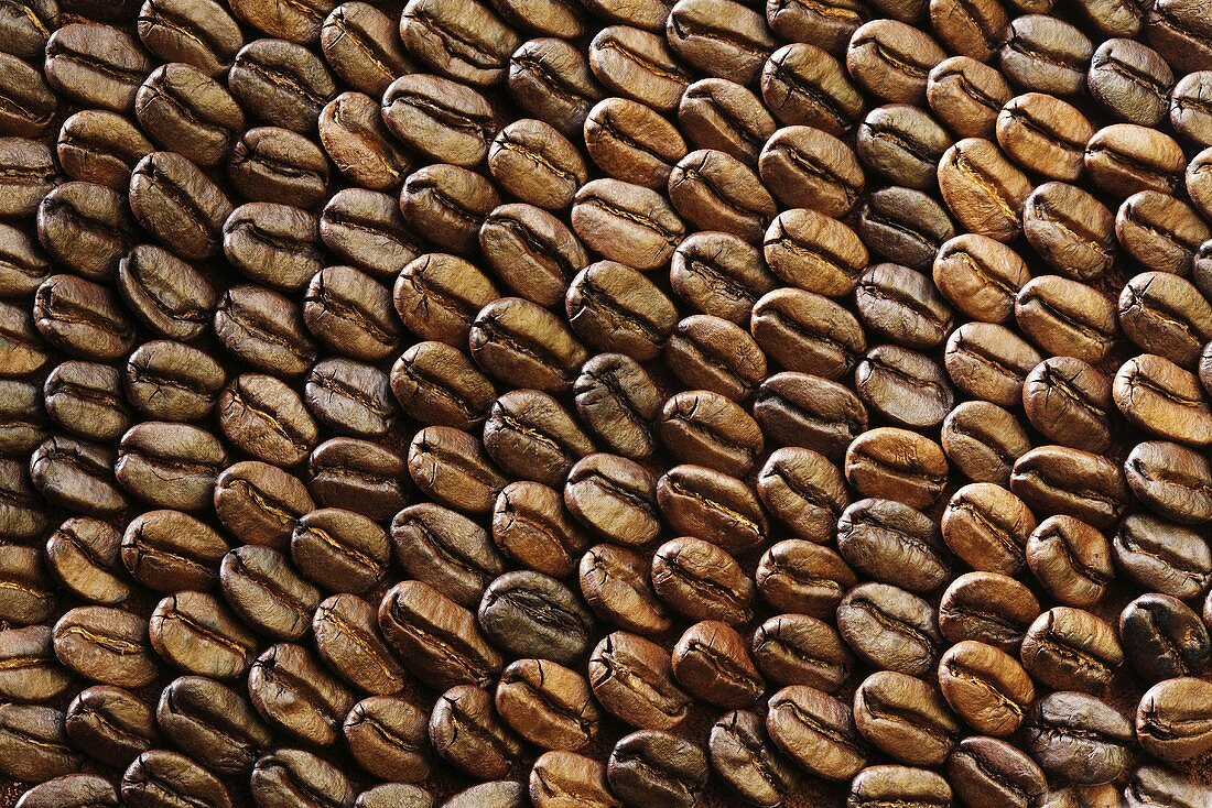 Rows of roast coffee beans