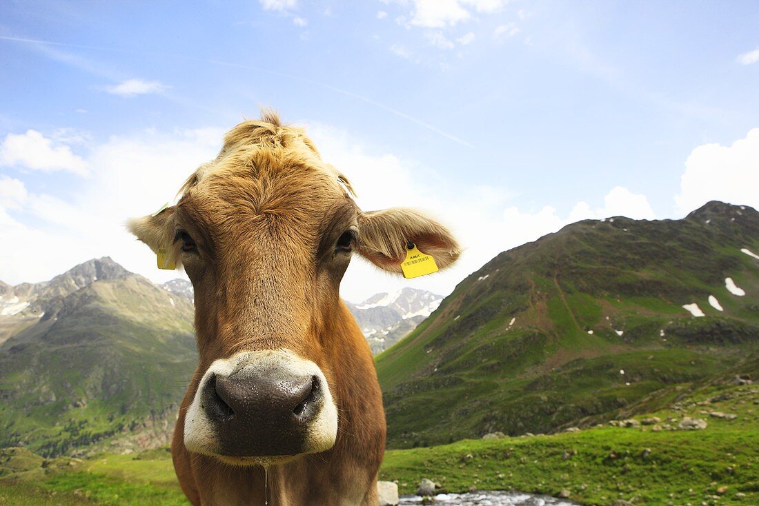 A cow on a mountainside