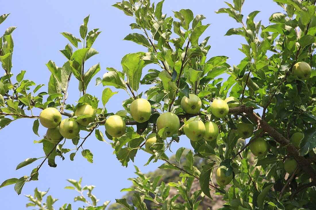 Green apples in a tree