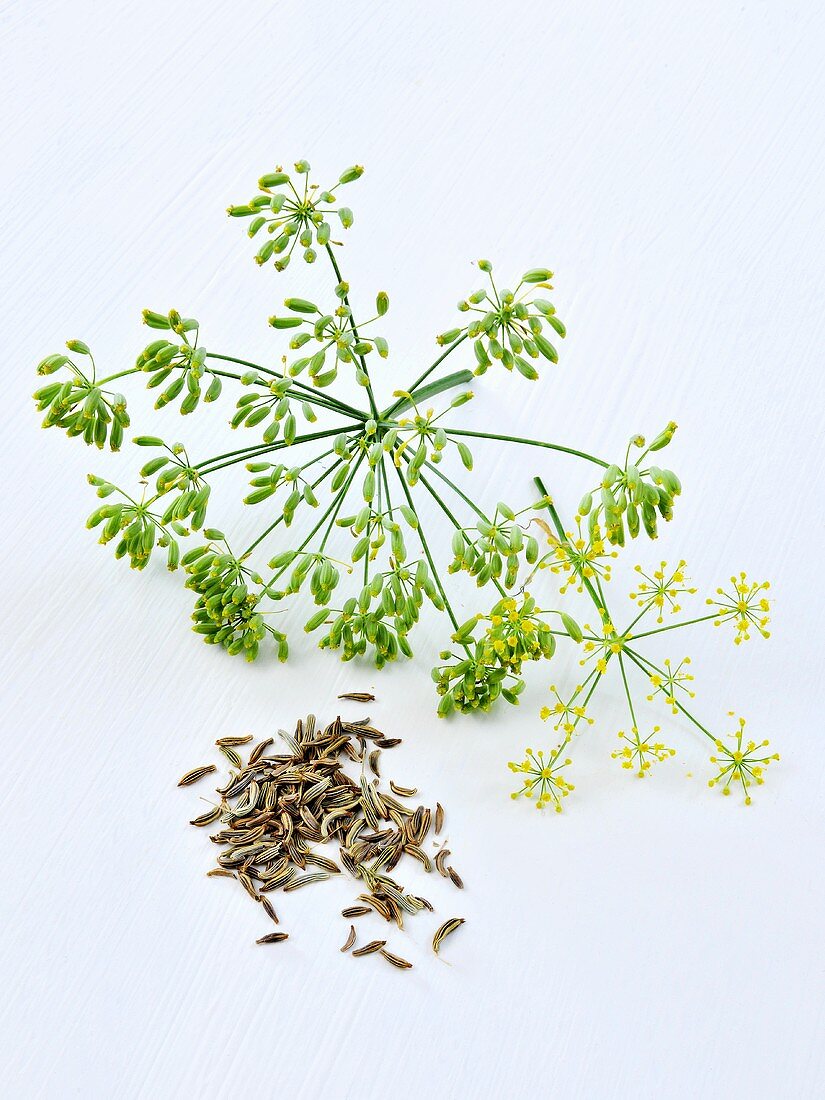 Fennel leaves and seeds
