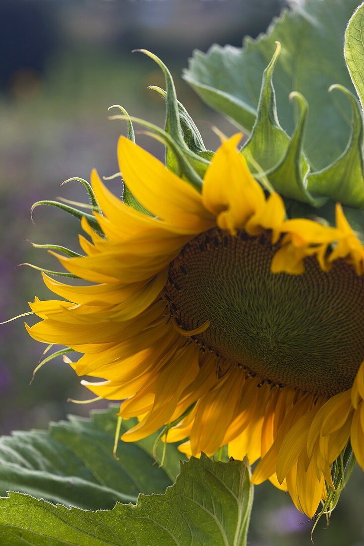 Sonnenblume auf dem Feld