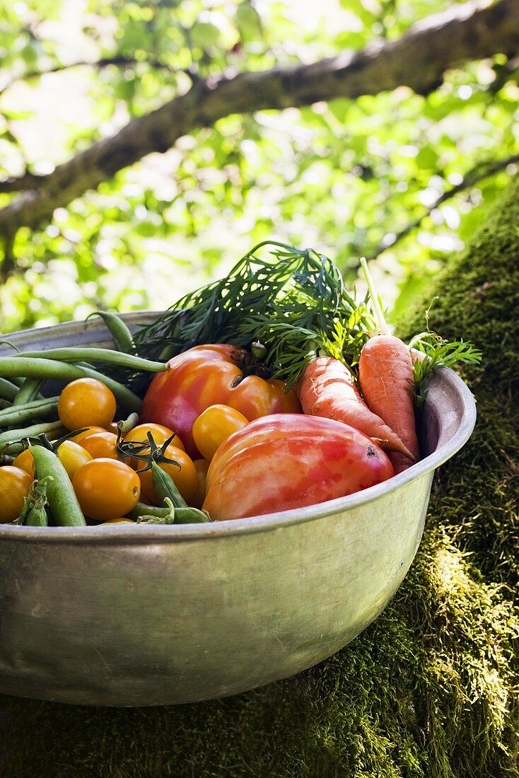 Frisch geerntetes Gemüse (Tomaten, Buschbohnen, etc.)